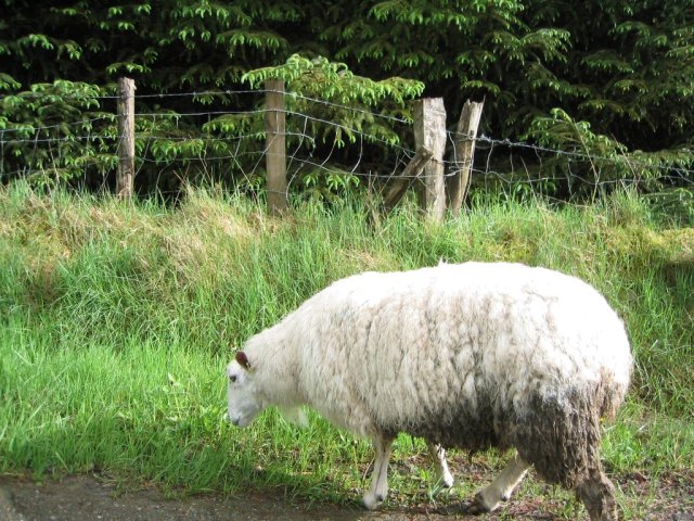 Holy sheep