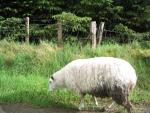 Holy sheep