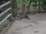 Cats' delight.