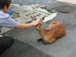 Aww, how cute, he's petting the deer!