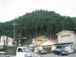Cedars near Tetsuya's home in the mountains.