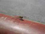 Dragonfly alights on temple beam.