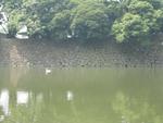 A moat and swan's eye.