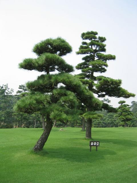 Two pines converged in a wood and I-- I took this as I traveled by.