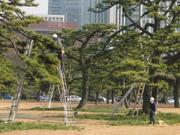 Men in trees