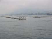Oyster colony