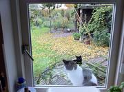 Cats and chickens