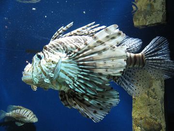 Highlight for Album: Aquarium